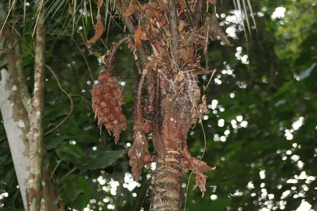 Botanical specimen of Astrocaryum Aculeatissimum.