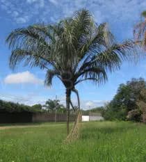 Botanical specimen of Astrocaryum Aculeatum.