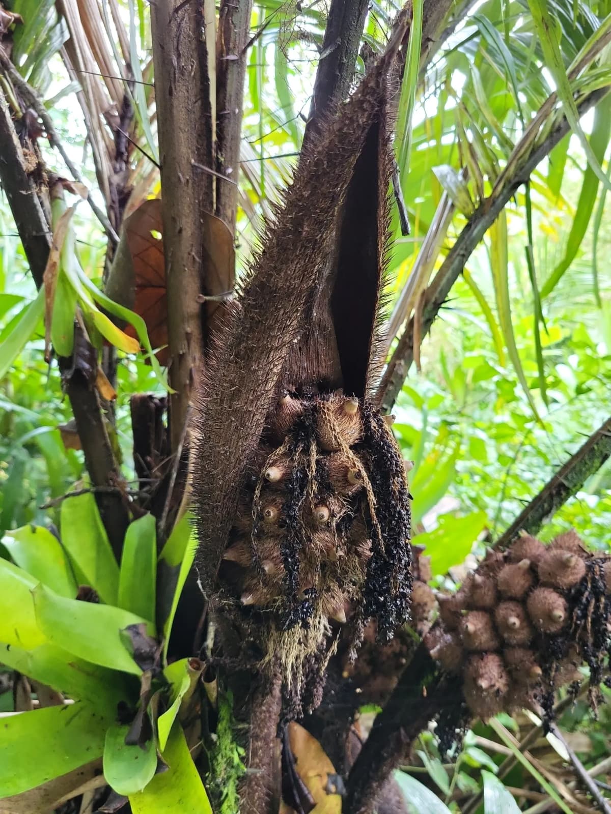 Botanical specimen of Astrocaryum Alatum.