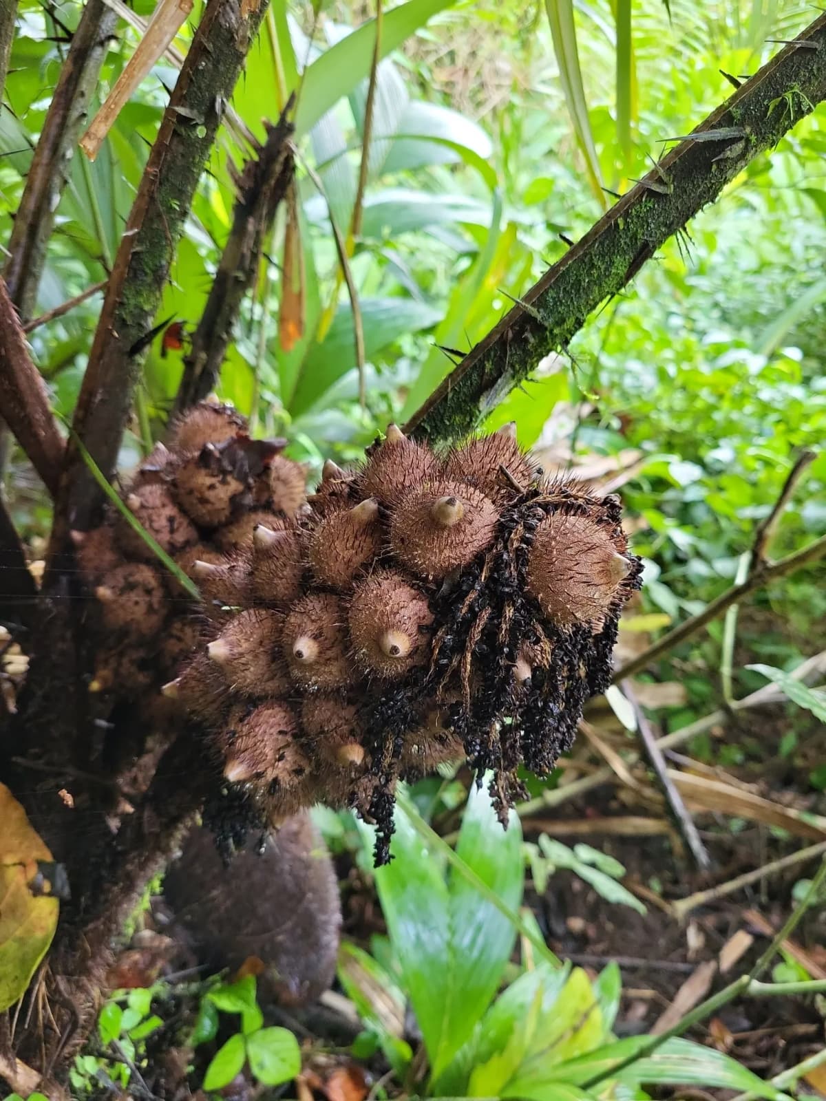 Botanical specimen of Astrocaryum Alatum.