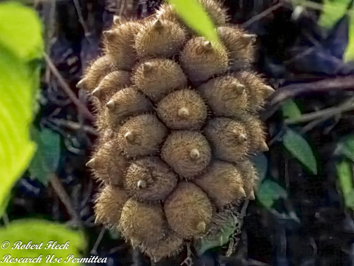 Botanical specimen of Astrocaryum Alatum.