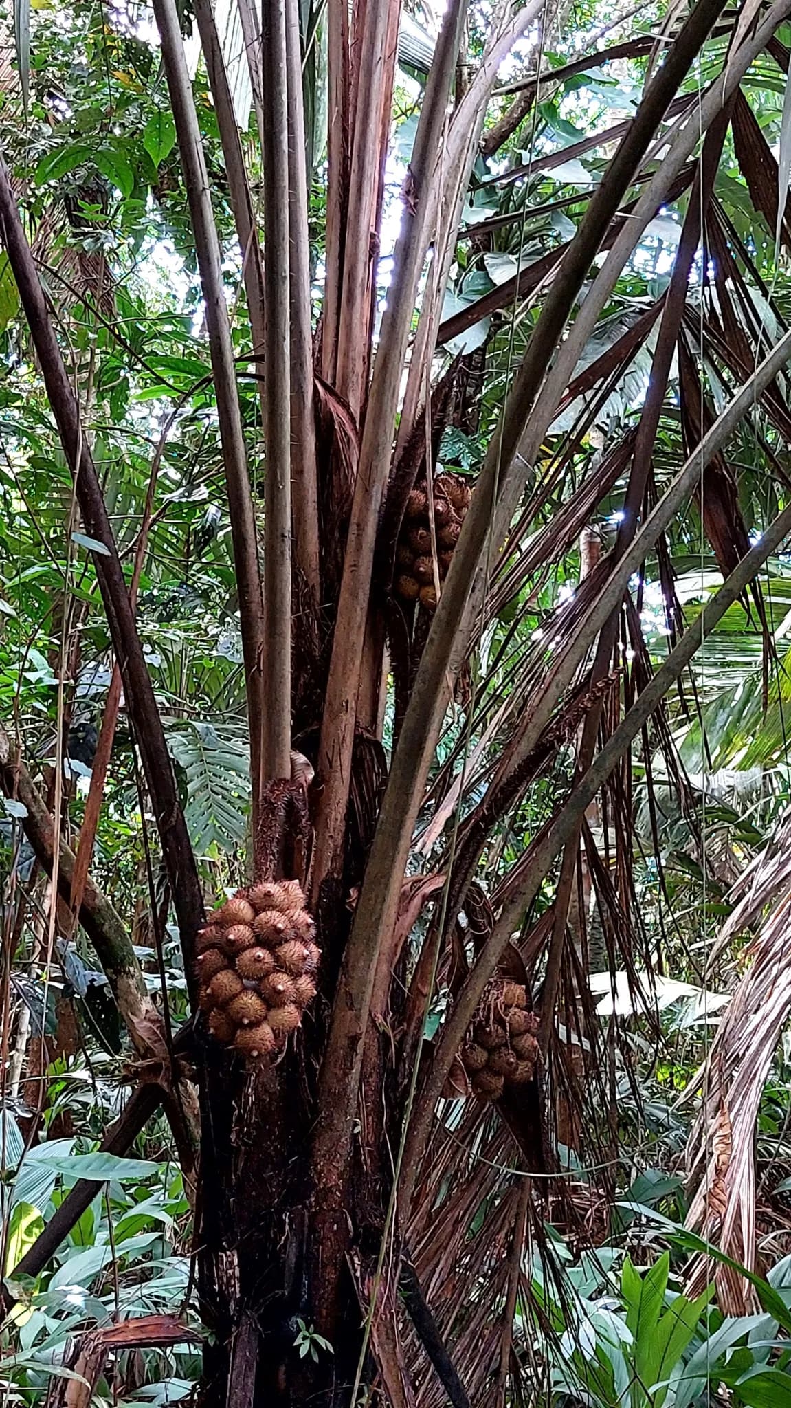 Botanical specimen of Astrocaryum Alatum.