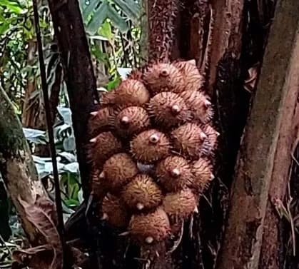 Botanical specimen of Astrocaryum Alatum.
