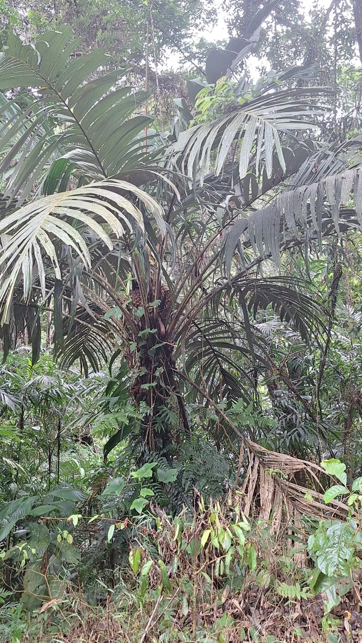 Botanical specimen of Astrocaryum Alatum.