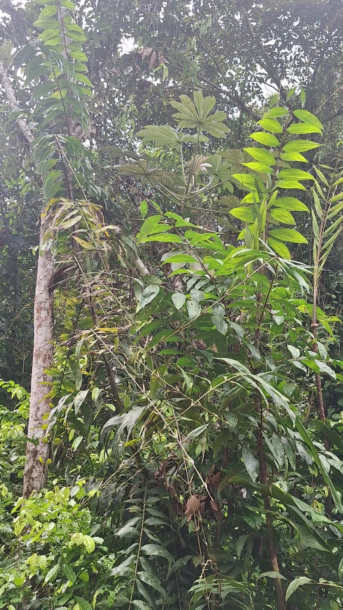 Botanical specimen of Astrocaryum Alatum.