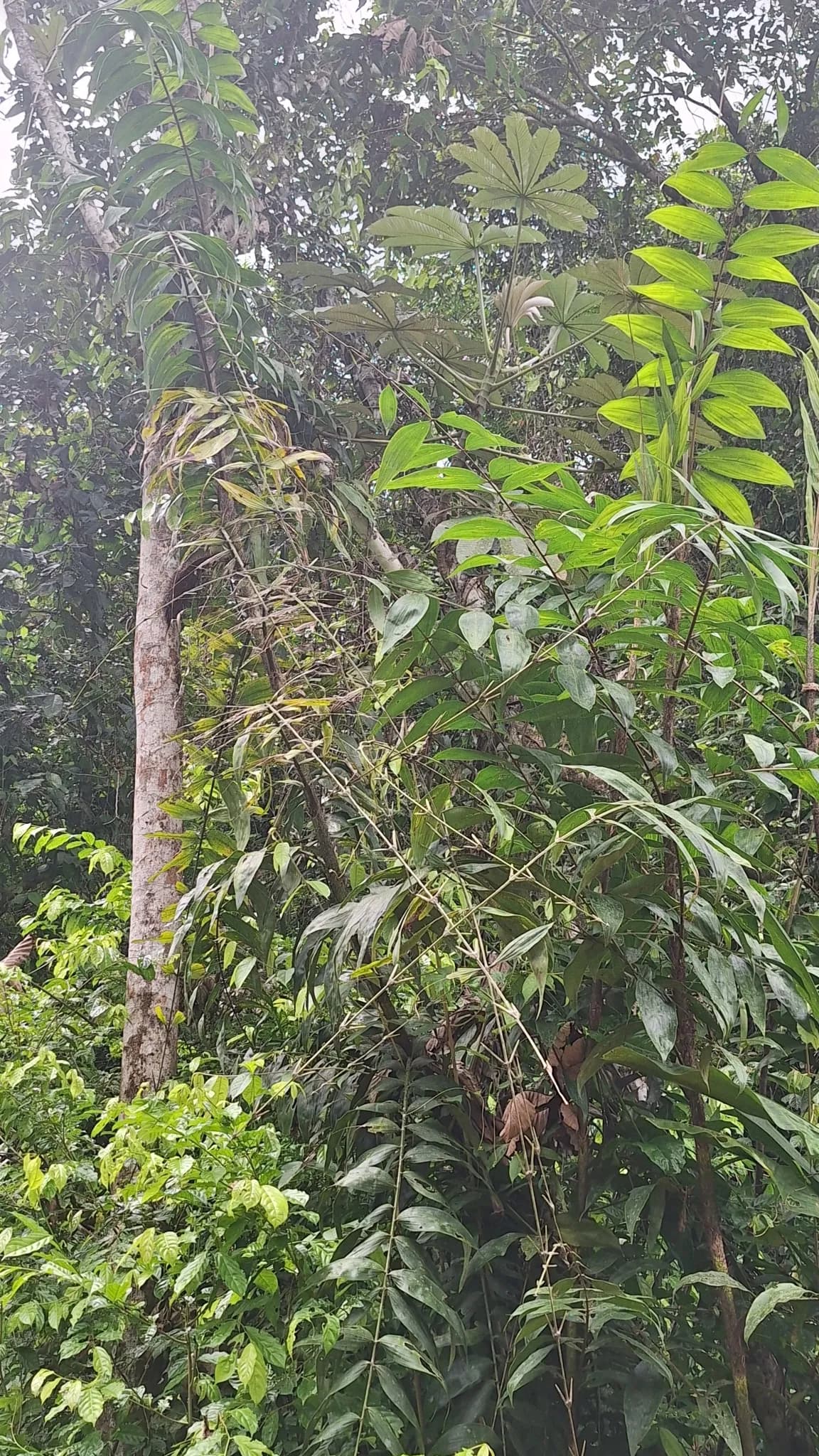 Botanical specimen of Astrocaryum Alatum.