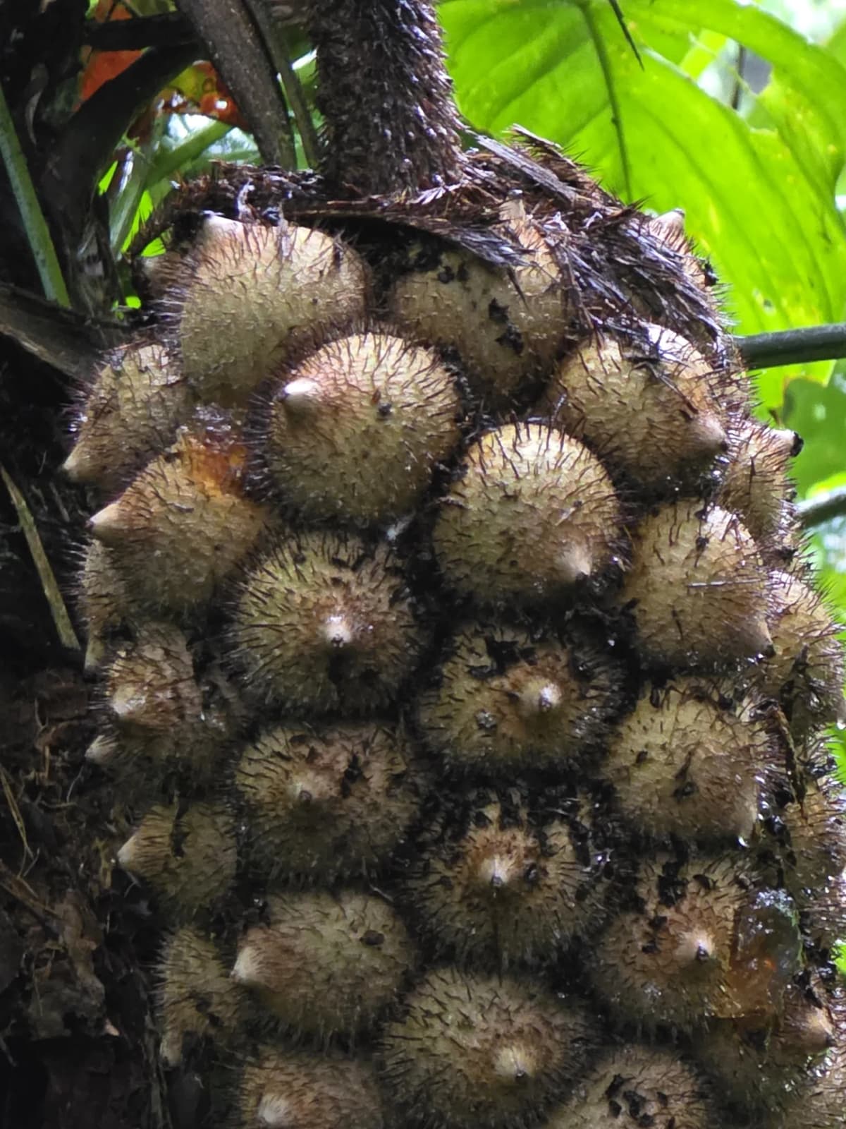 Botanical specimen of Astrocaryum Alatum.