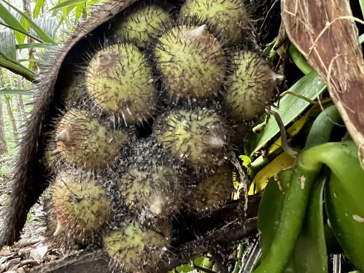 Botanical specimen of Astrocaryum Alatum.