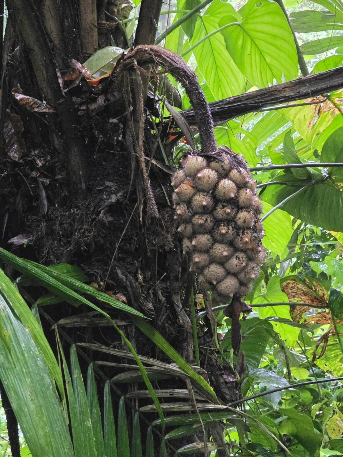 Botanical specimen of Astrocaryum Alatum.