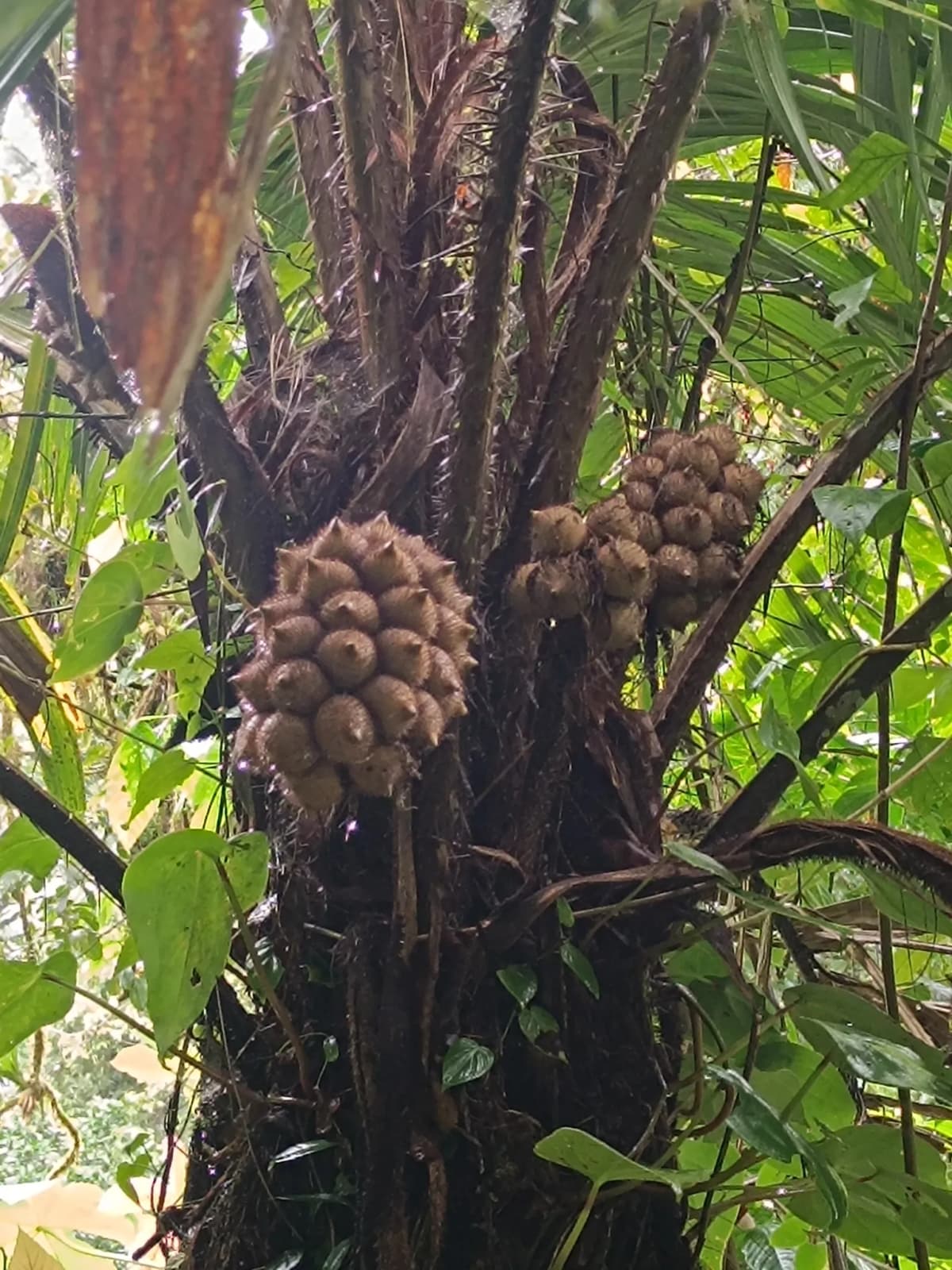 Botanical specimen of Astrocaryum Alatum.