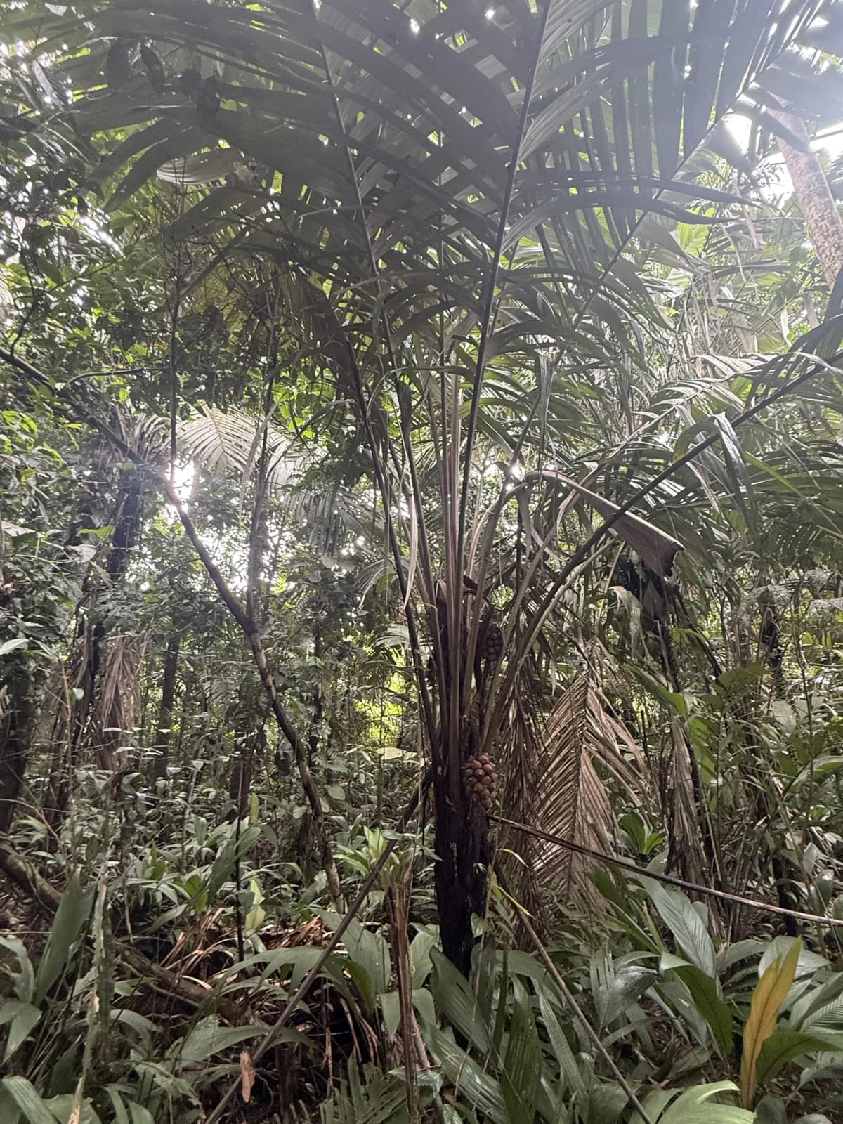 Botanical specimen of Astrocaryum Alatum.