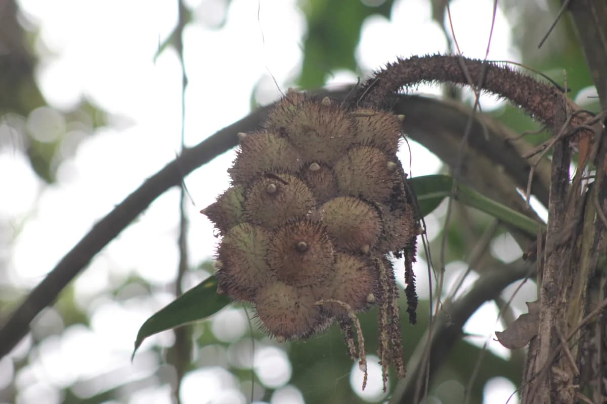 Botanical specimen of Astrocaryum Alatum.