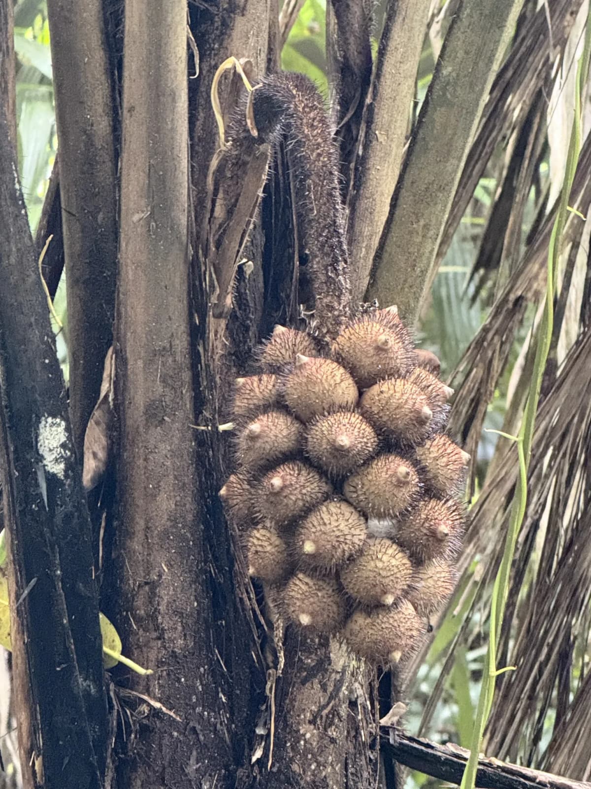 Botanical specimen of Astrocaryum Alatum.