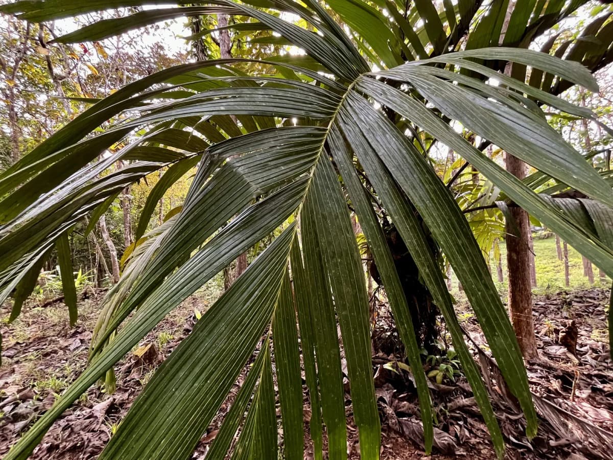 Botanical specimen of Astrocaryum Alatum.