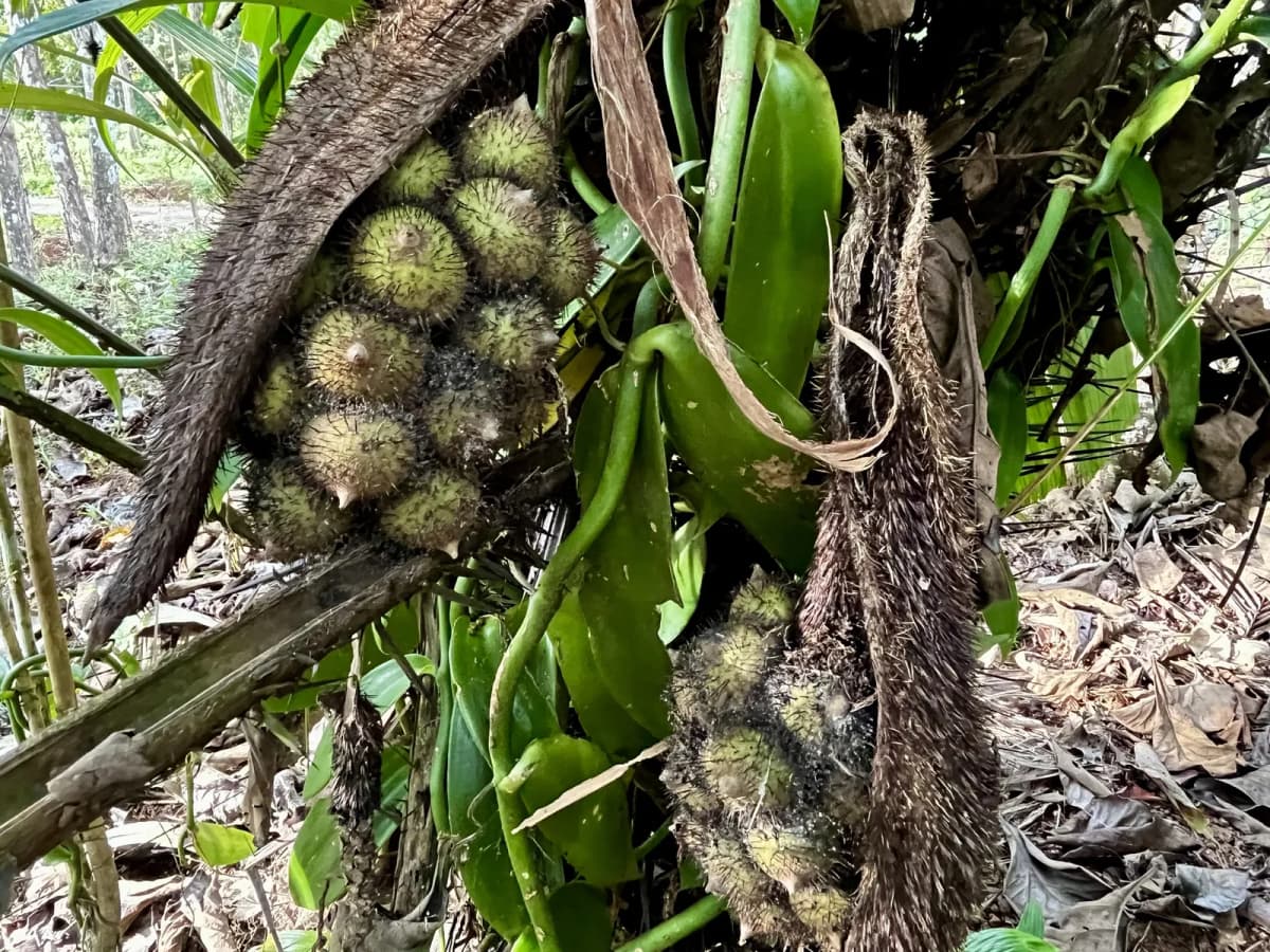 Botanical specimen of Astrocaryum Alatum.