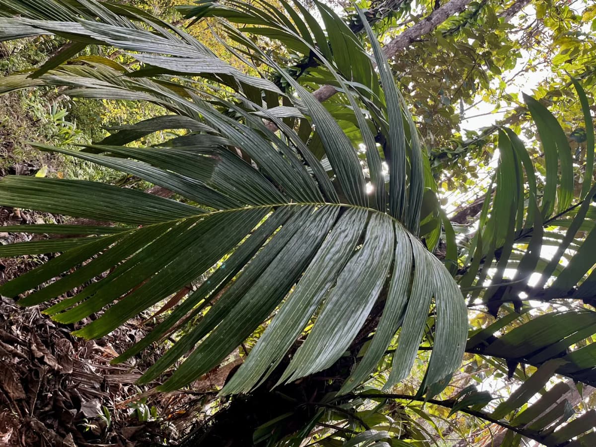 Botanical specimen of Astrocaryum Alatum.