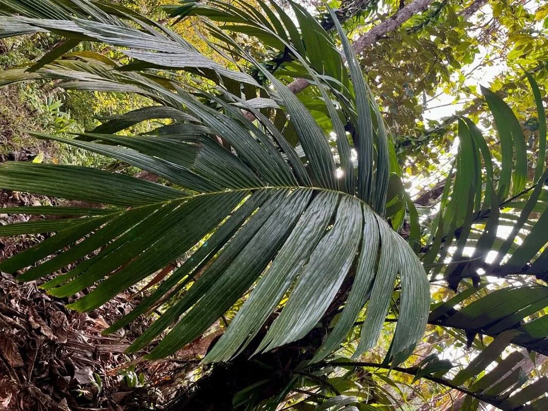 Botanical specimen of Astrocaryum Alatum.