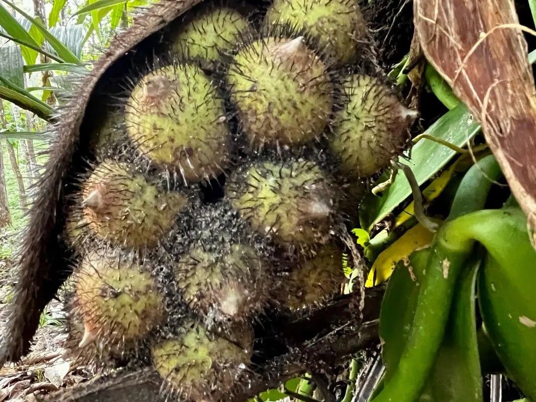 Botanical specimen of Astrocaryum Alatum.
