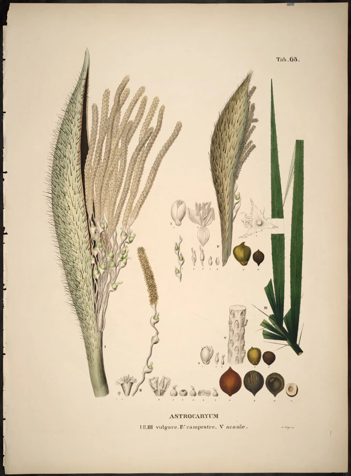 Botanical specimen of Astrocaryum Campestre.