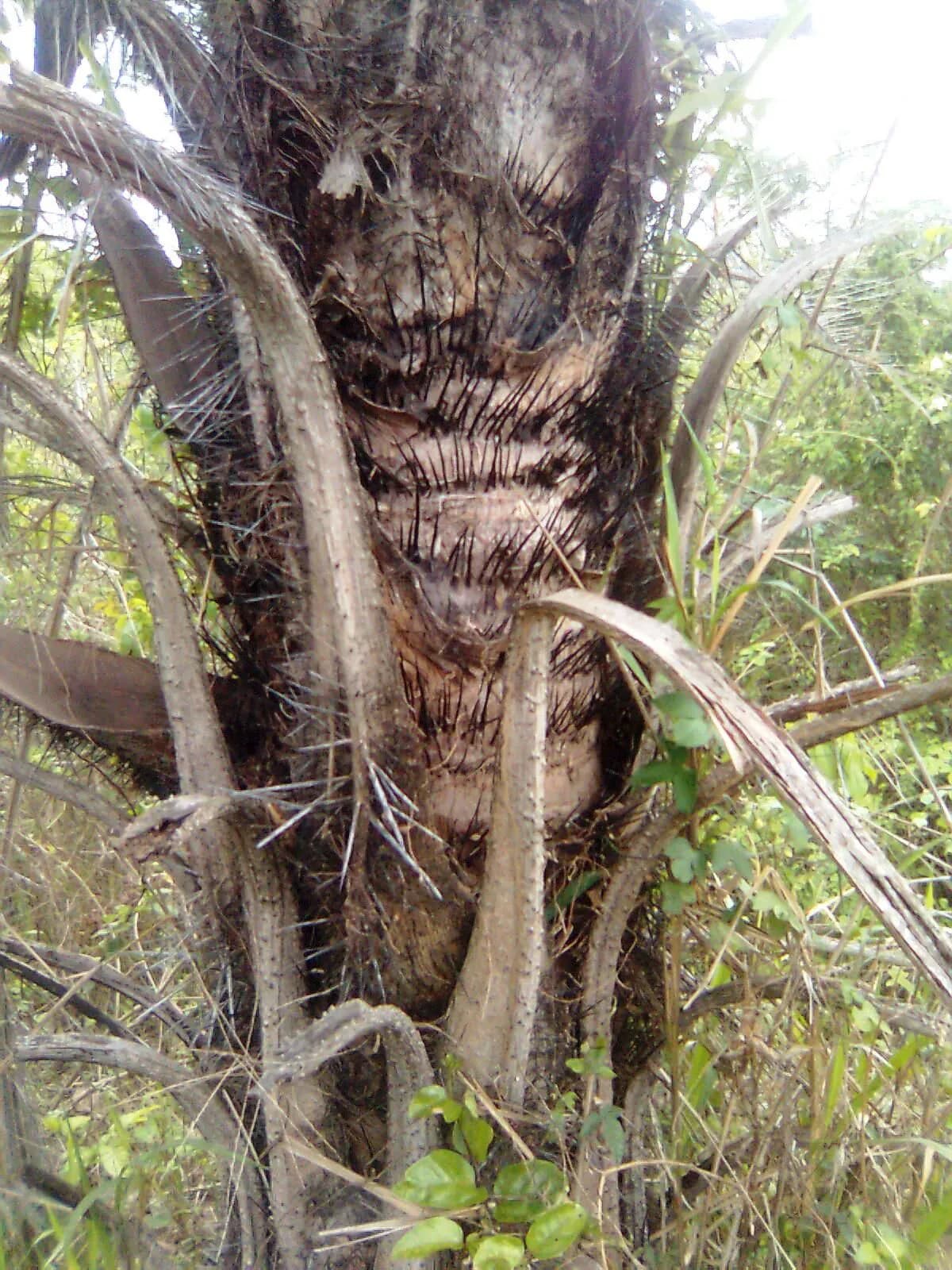 Botanical specimen of Astrocaryum Chambira.