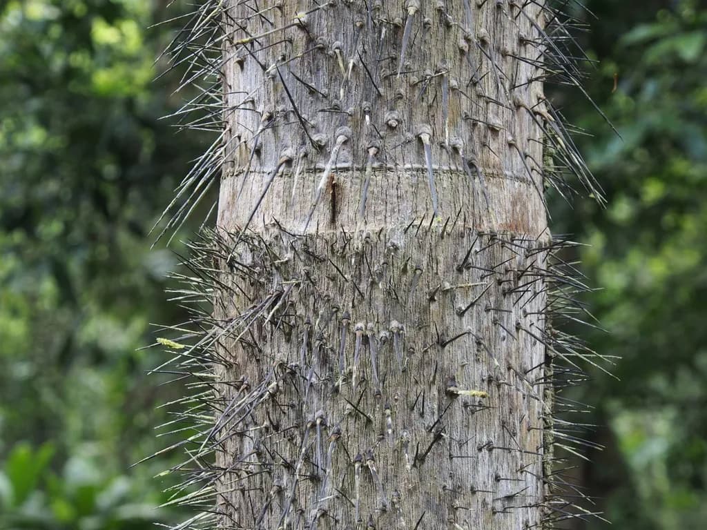 Botanical specimen of Astrocaryum Confertum.