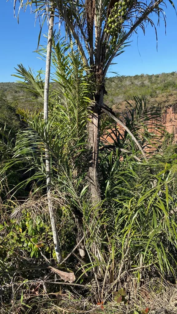 Botanical specimen of Astrocaryum Huaimi.