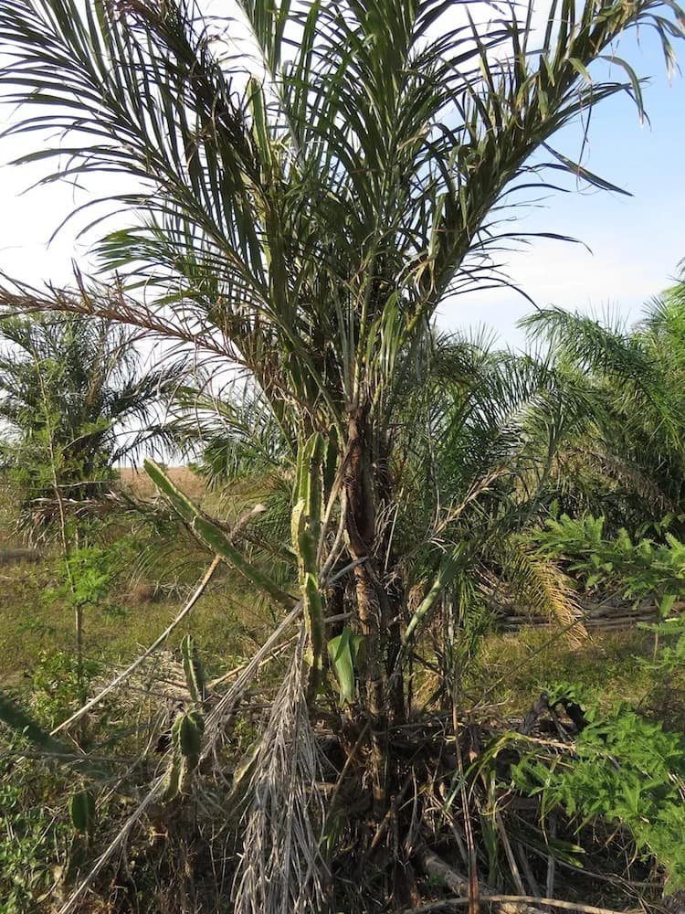Botanical specimen of Astrocaryum Huaimi.