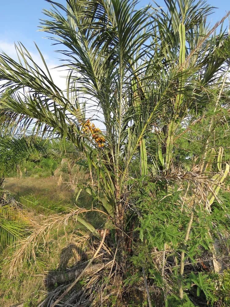Botanical specimen of Astrocaryum Huaimi.
