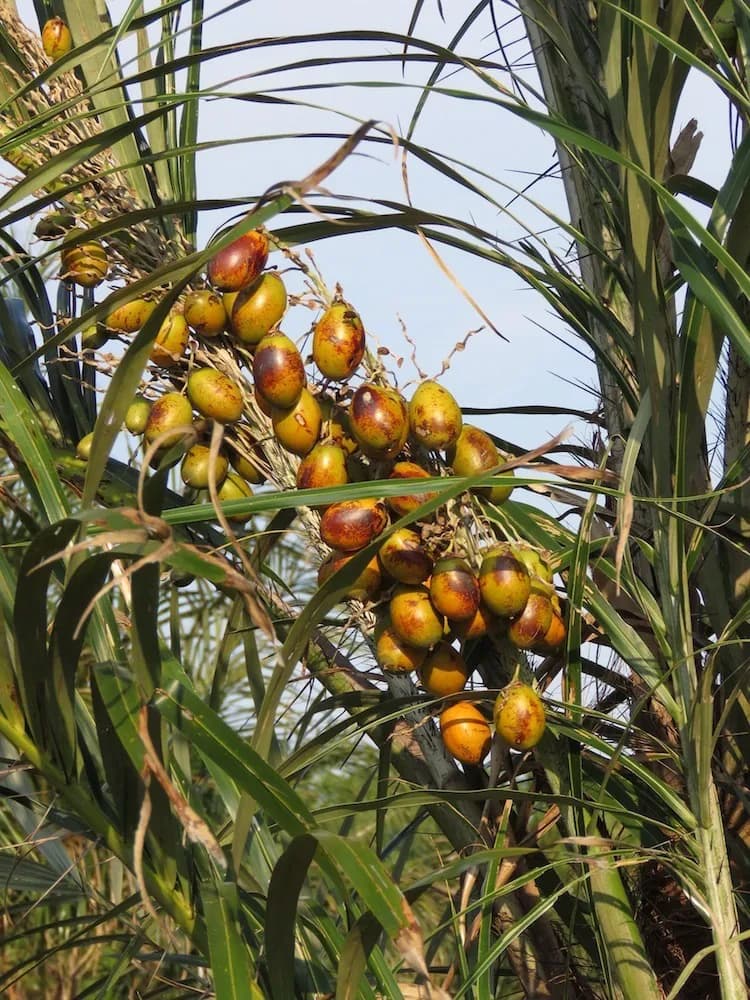 Botanical specimen of Astrocaryum Huaimi.