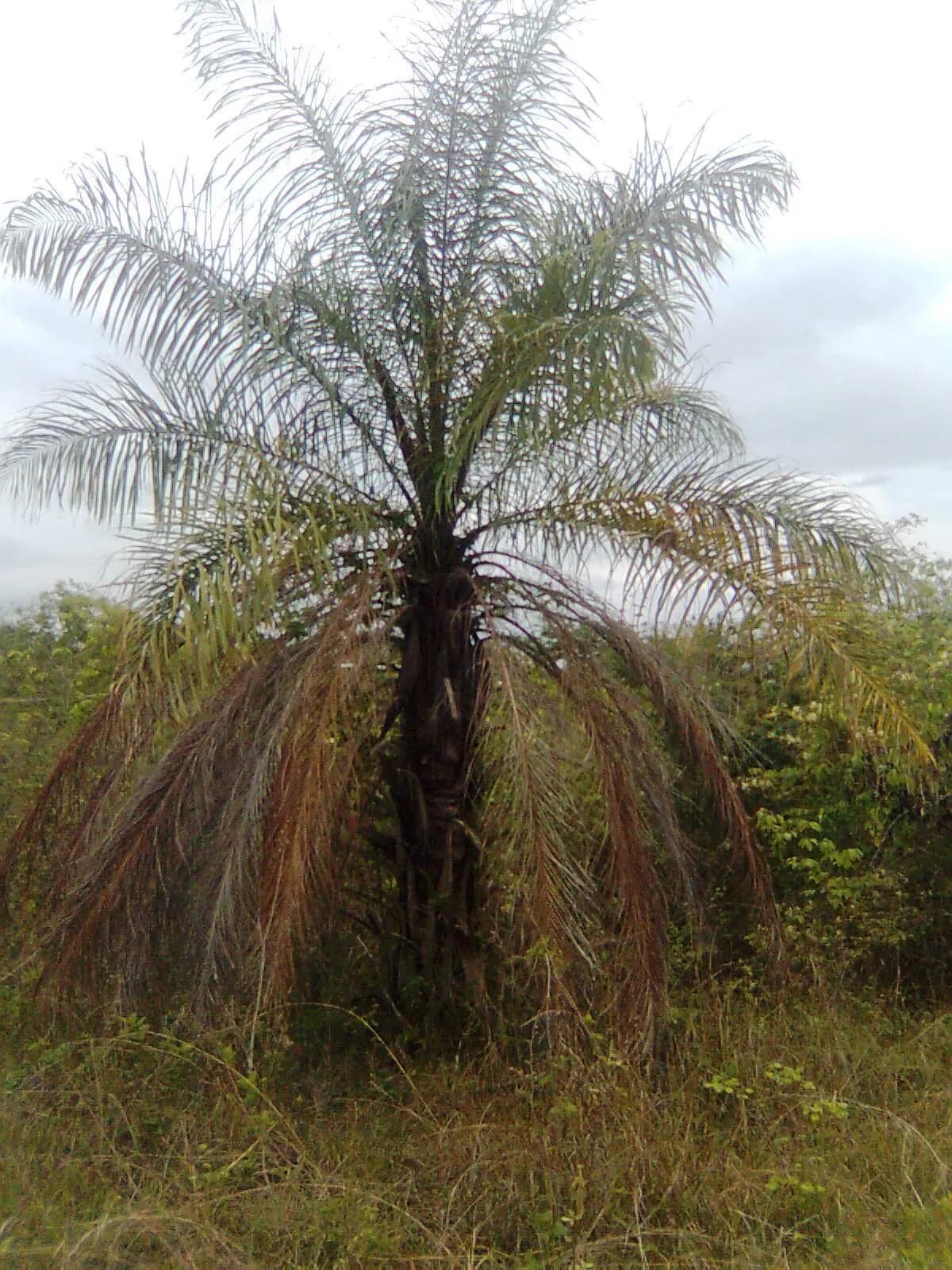 Botanical specimen of Astrocaryum Jauari.