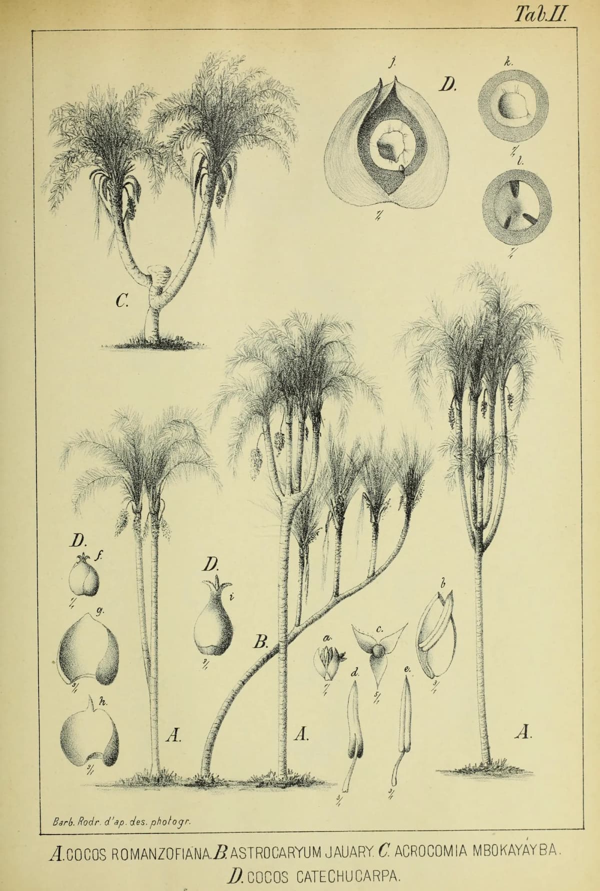 Botanical specimen of Astrocaryum Jauari.
