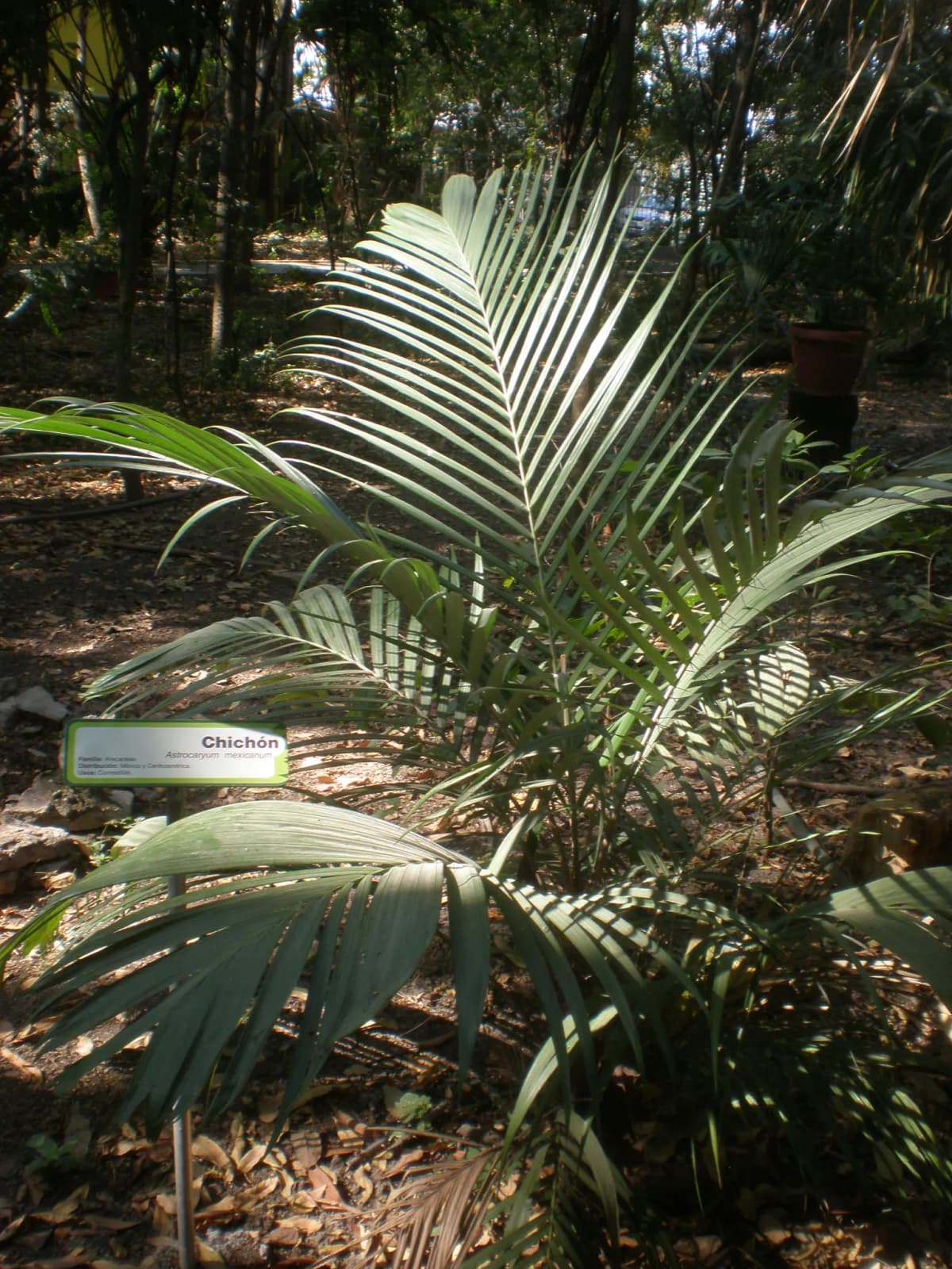 Botanical specimen of Astrocaryum Mexicanum.