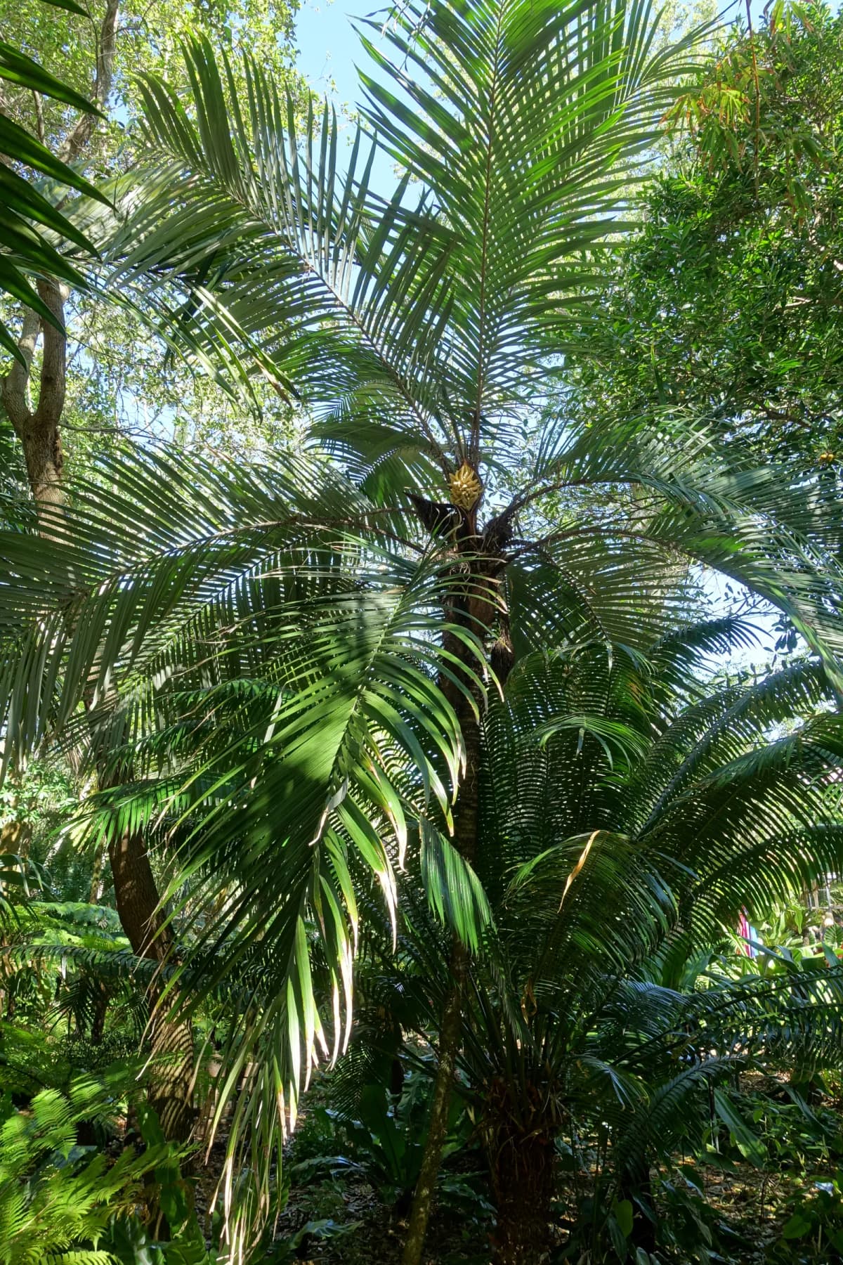Botanical specimen of Astrocaryum Mexicanum.