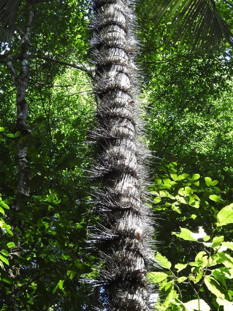 Botanical specimen of Astrocaryum Minus.