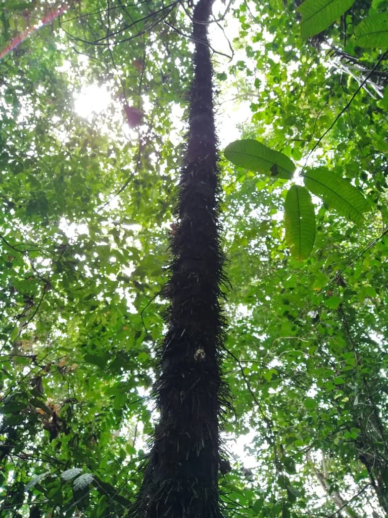 Botanical specimen of Astrocaryum Minus.