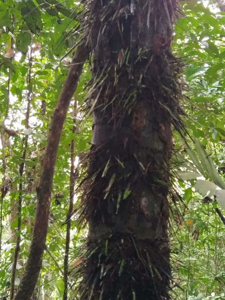 Botanical specimen of Astrocaryum Minus.
