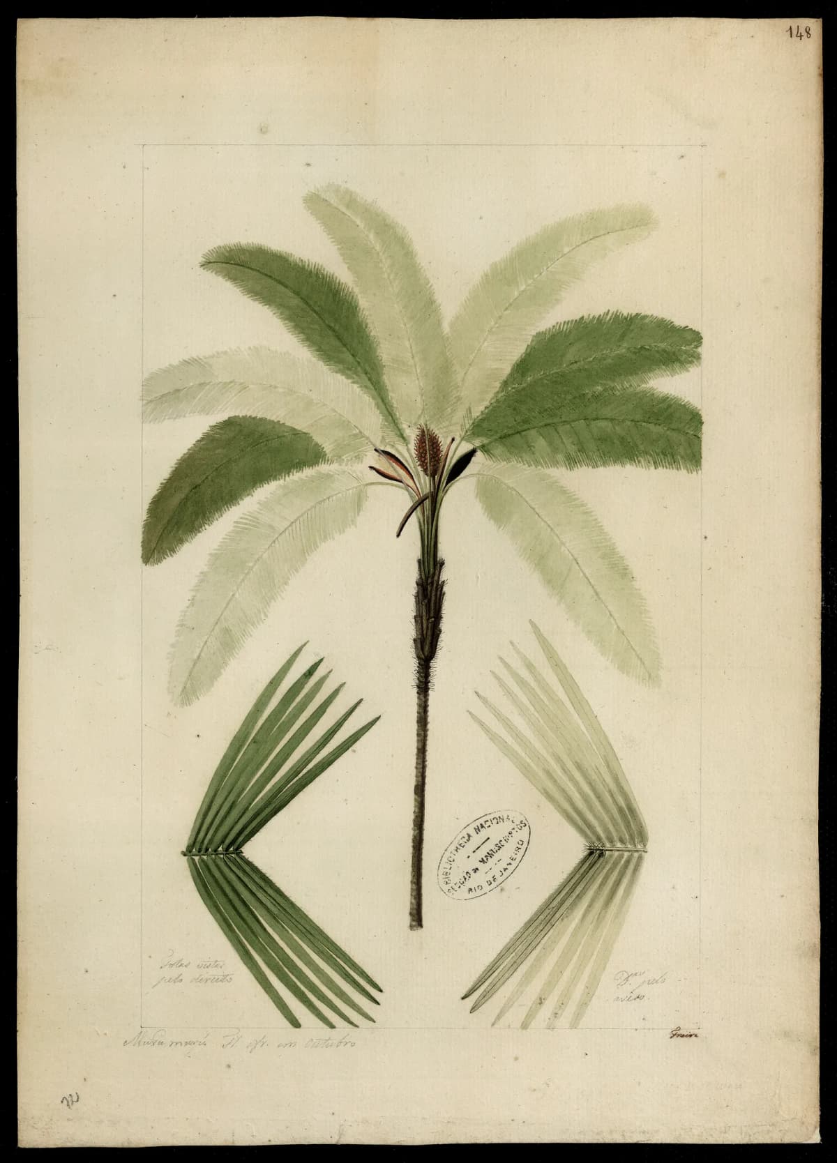 Botanical specimen of Astrocaryum Murumuru.
