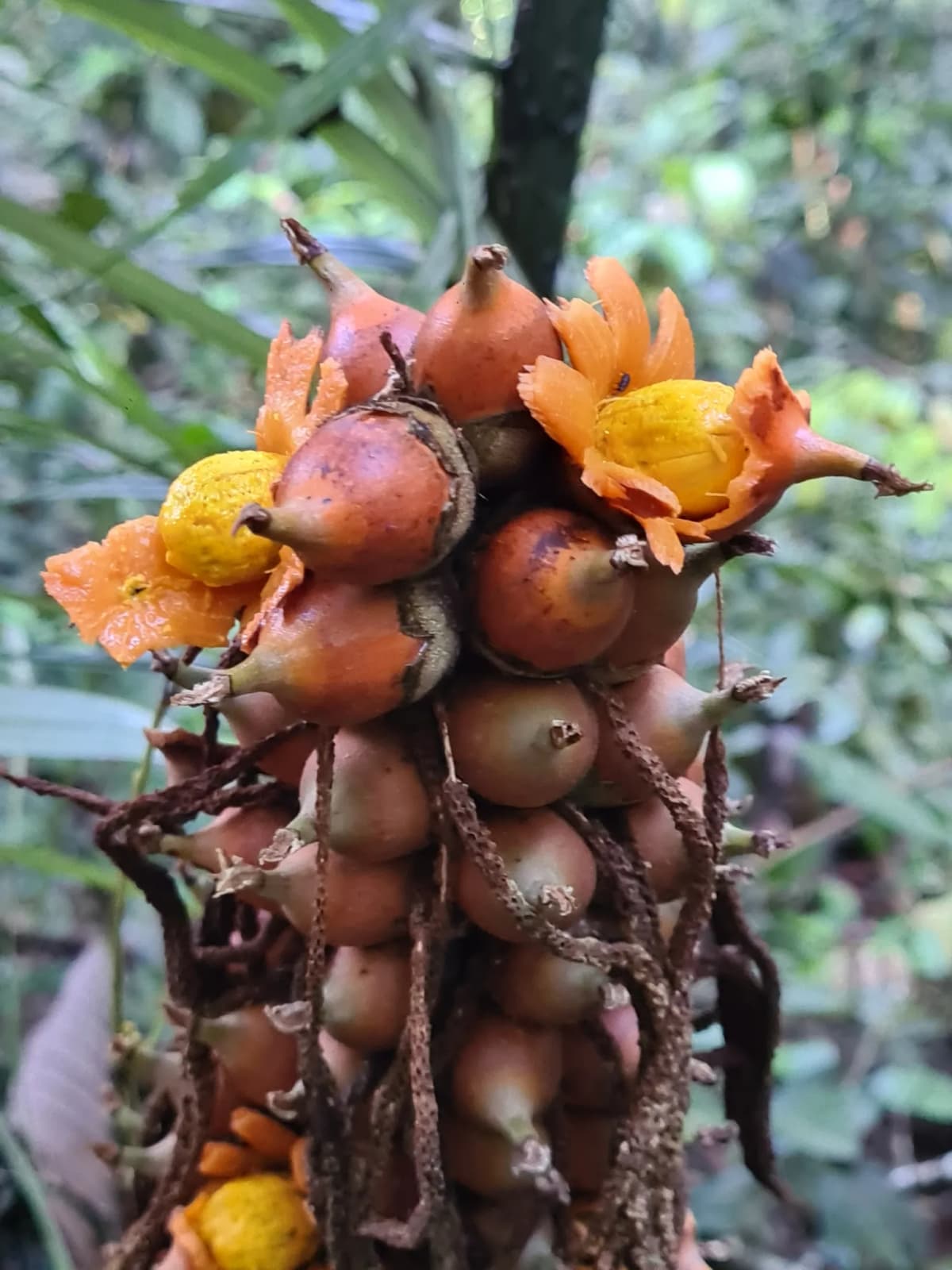 Botanical specimen of Astrocaryum Paramaca.