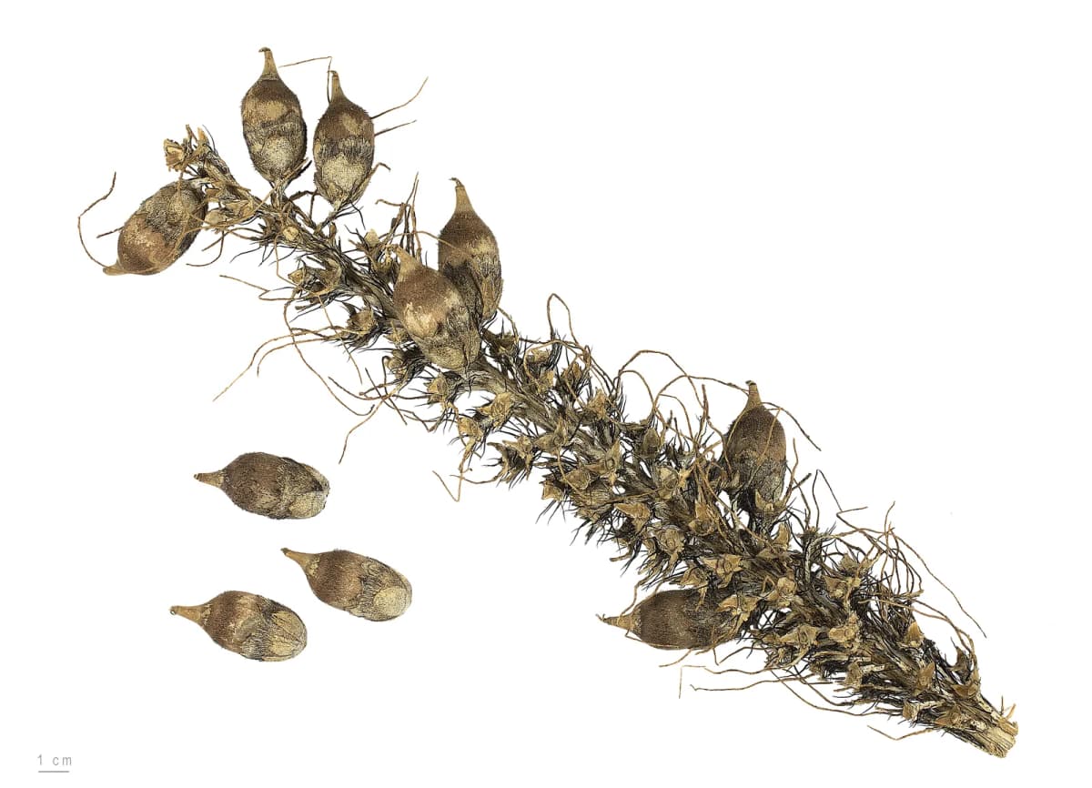 Botanical specimen of Astrocaryum Paramaca.