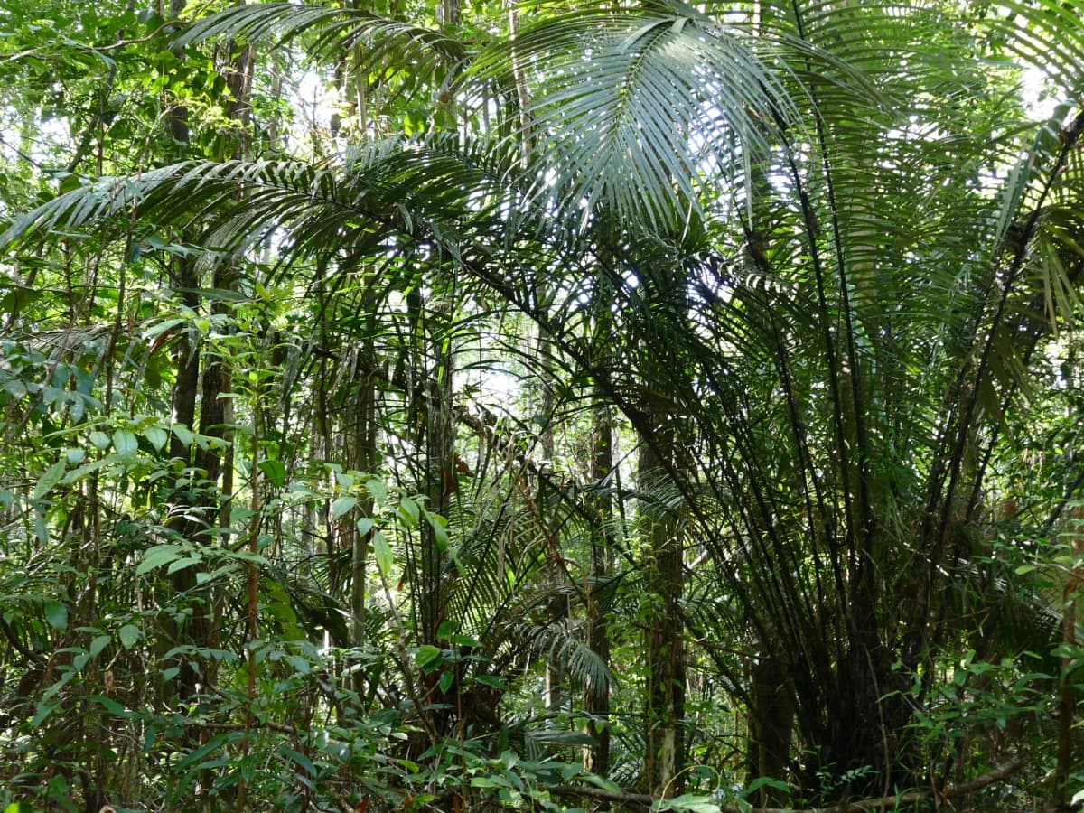 Botanical specimen of Astrocaryum Paramaca.