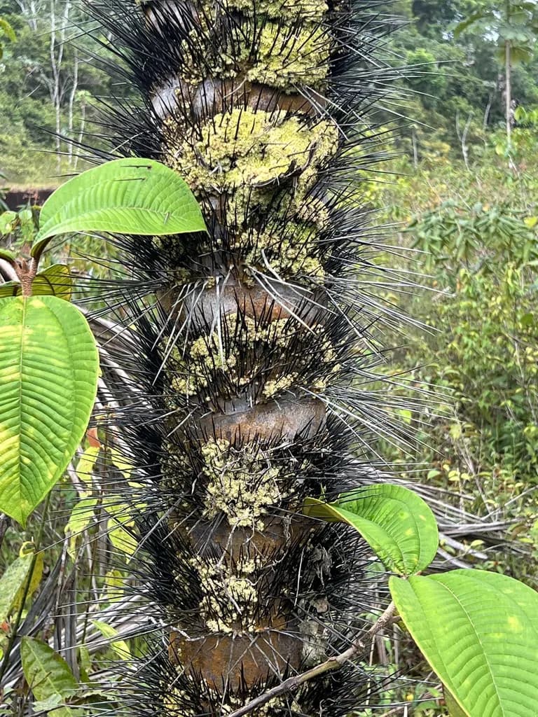 Botanical specimen of Astrocaryum Rodriguesii.