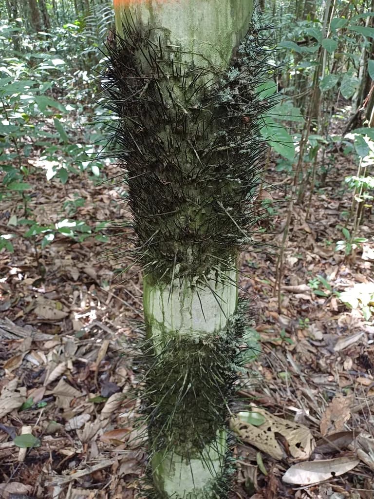 Botanical specimen of Astrocaryum Rodriguesii.
