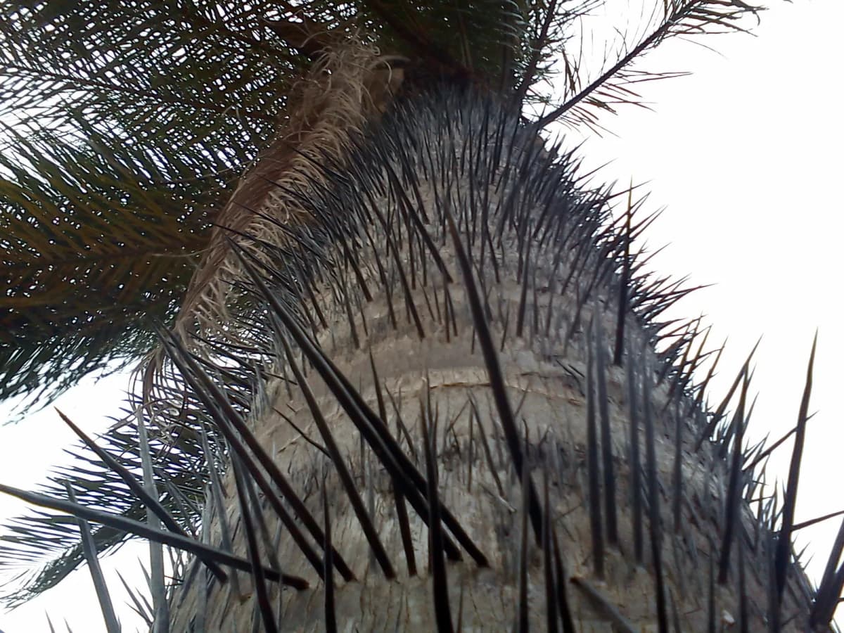 Botanical specimen of Astrocaryum Ulei.