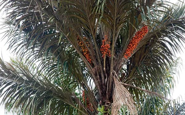 Botanical specimen of Astrocaryum Vulgare.