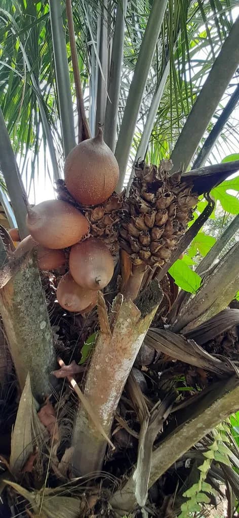 Botanical specimen of Attalea Allenii.