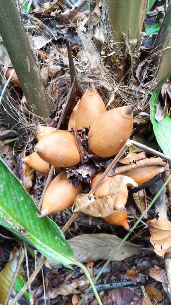 Botanical specimen of Attalea Allenii.