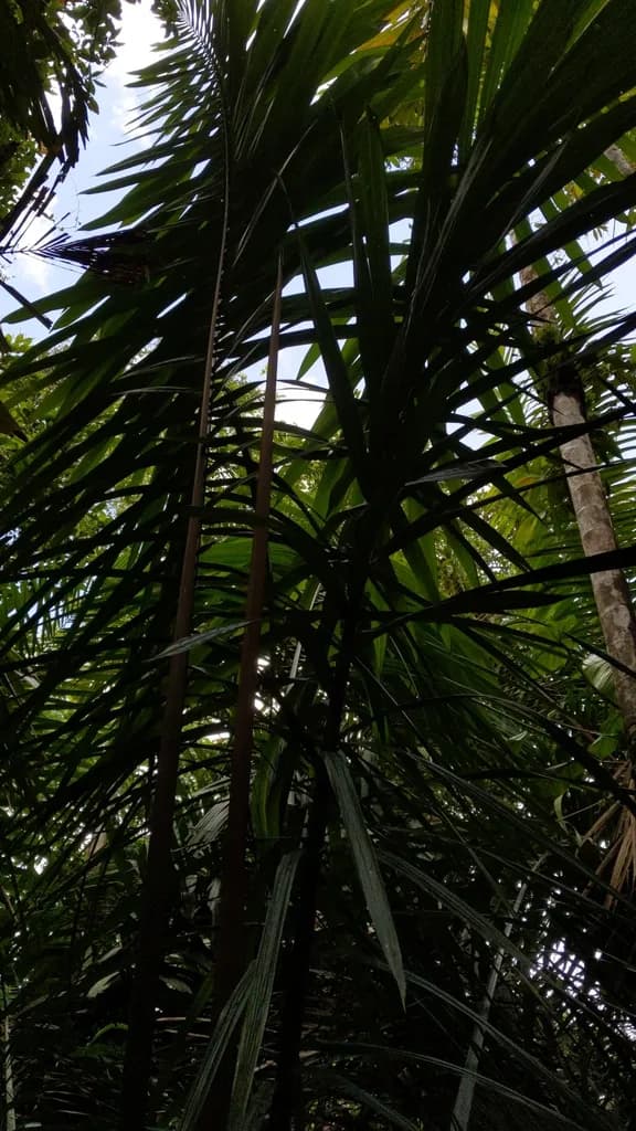 Botanical specimen of Attalea Allenii.