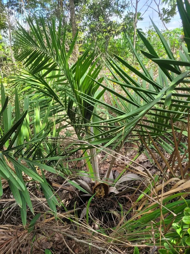 Botanical specimen of Attalea Apoda.