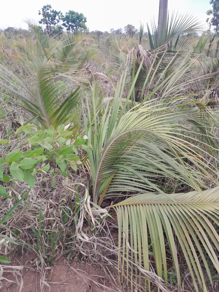 Botanical specimen of Attalea Apoda.