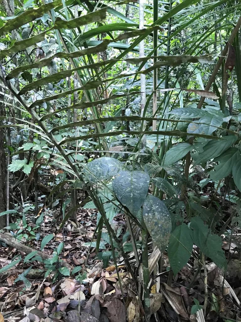 Botanical specimen of Attalea Attaleoides.